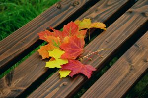 fall-foliage-1740841_1920-300x200 A Guide to Hapa Zome