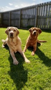Mac-and-Cousin-Dexter-169x300 Chapelton's Furry Residents