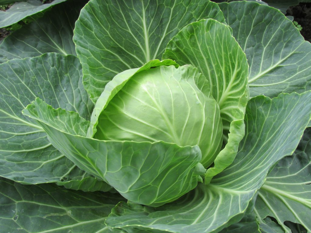 white-cabbage-2705228_1920-1024x768 The Crafty Pickle Co's Sauerkraut Recipe