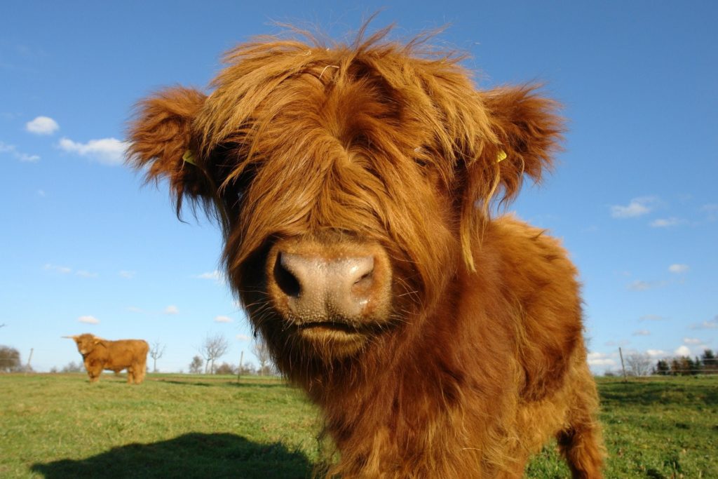cow-1024x683 Six of the Best Outdoor Spring Activities in Aberdeen and Aberdeenshire