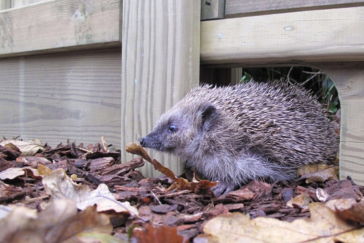 hedge2 Hedgehogs in Chapelton