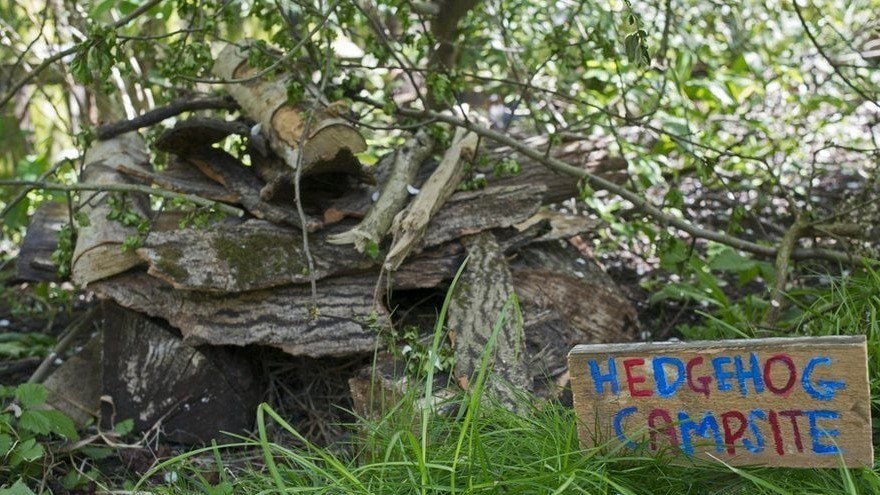 hedge4 Hedgehogs in Chapelton