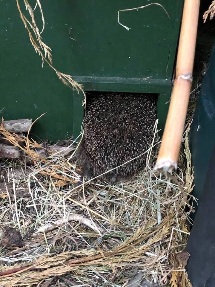 hedge6 Hedgehogs in Chapelton